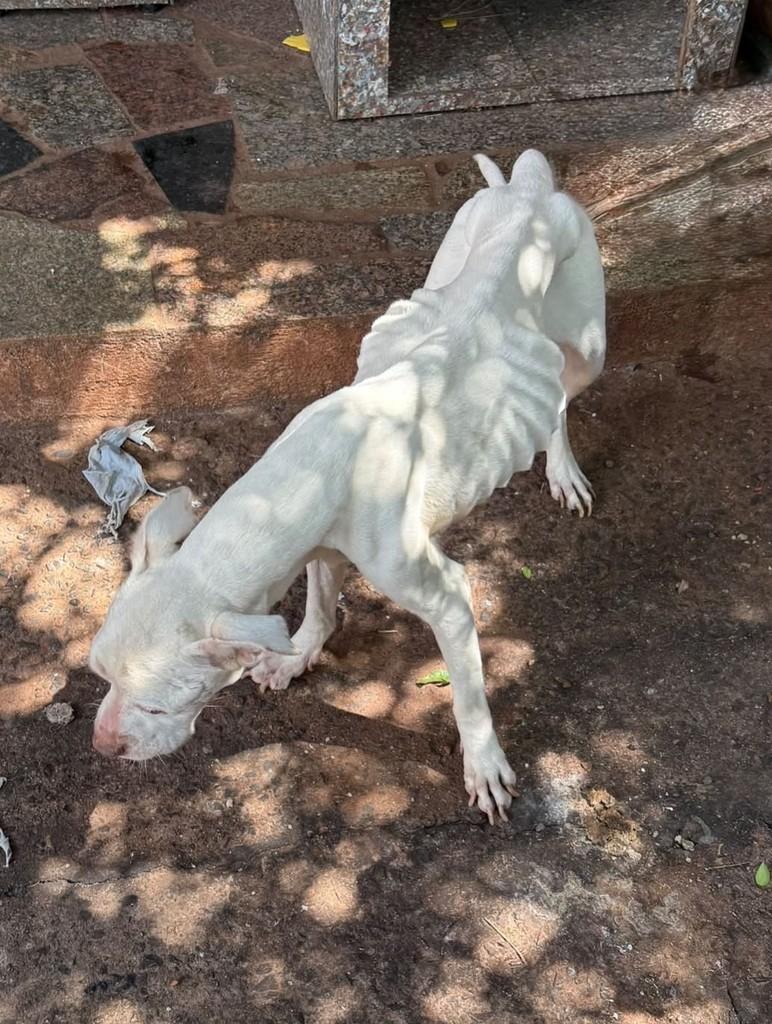 Violeta, cadela de porte médio para adoção em Campinas - SP — foto 2 de 3