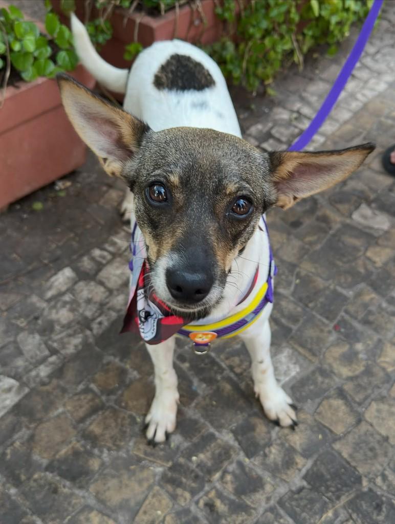 Lilo, cadela de porte pequeno para adoção em Campinas - SP