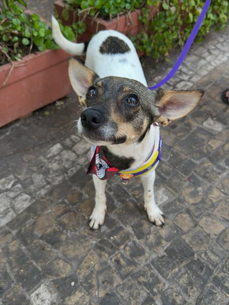 Lilo, cadela de porte pequeno para adoção em Campinas - SP — foto 2 de 6