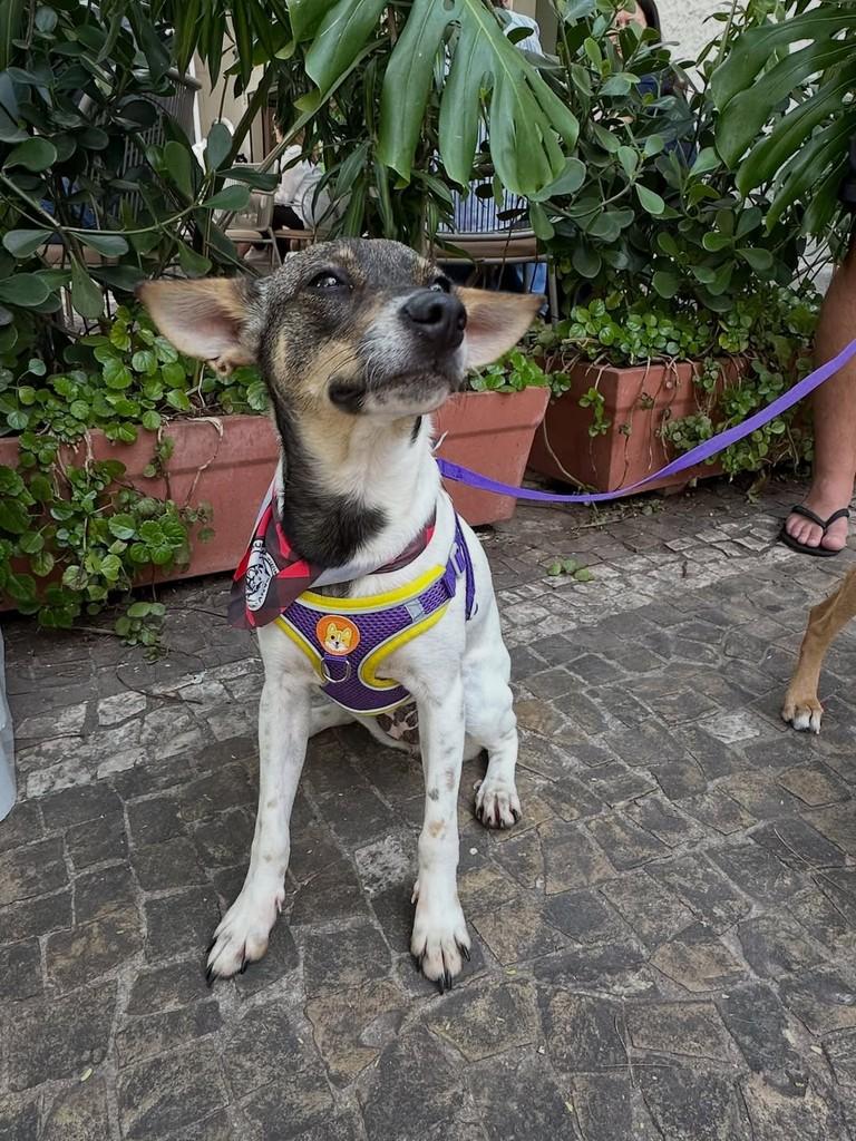 Lilo, cadela de porte pequeno para adoção em Campinas - SP — foto 3 de 6