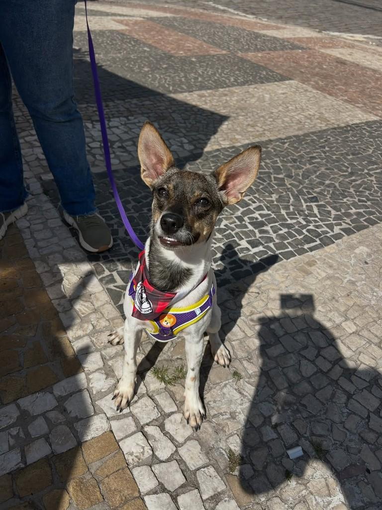 Lilo, cadela de porte pequeno para adoção em Campinas - SP — foto 4 de 6