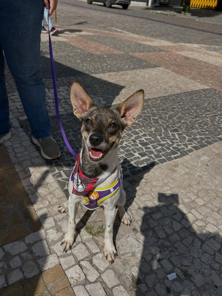 Lilo, cadela de porte pequeno para adoção em Campinas - SP — foto 5 de 6