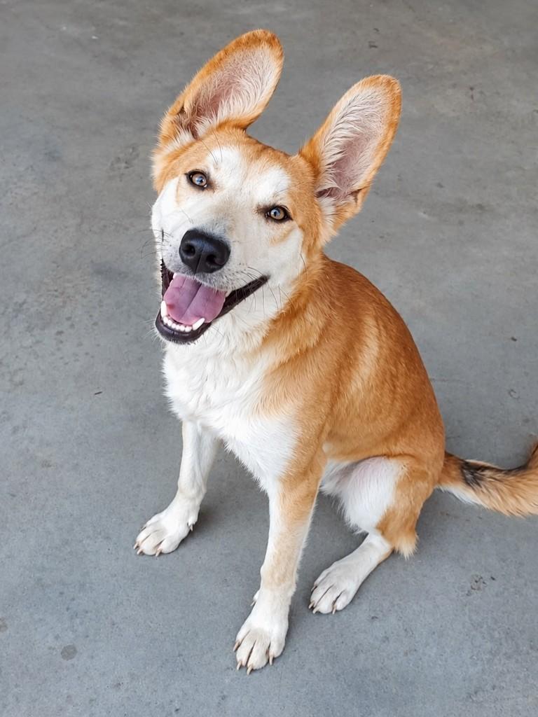 Baly, cachorro de porte médio para adoção em Campinas - SP
