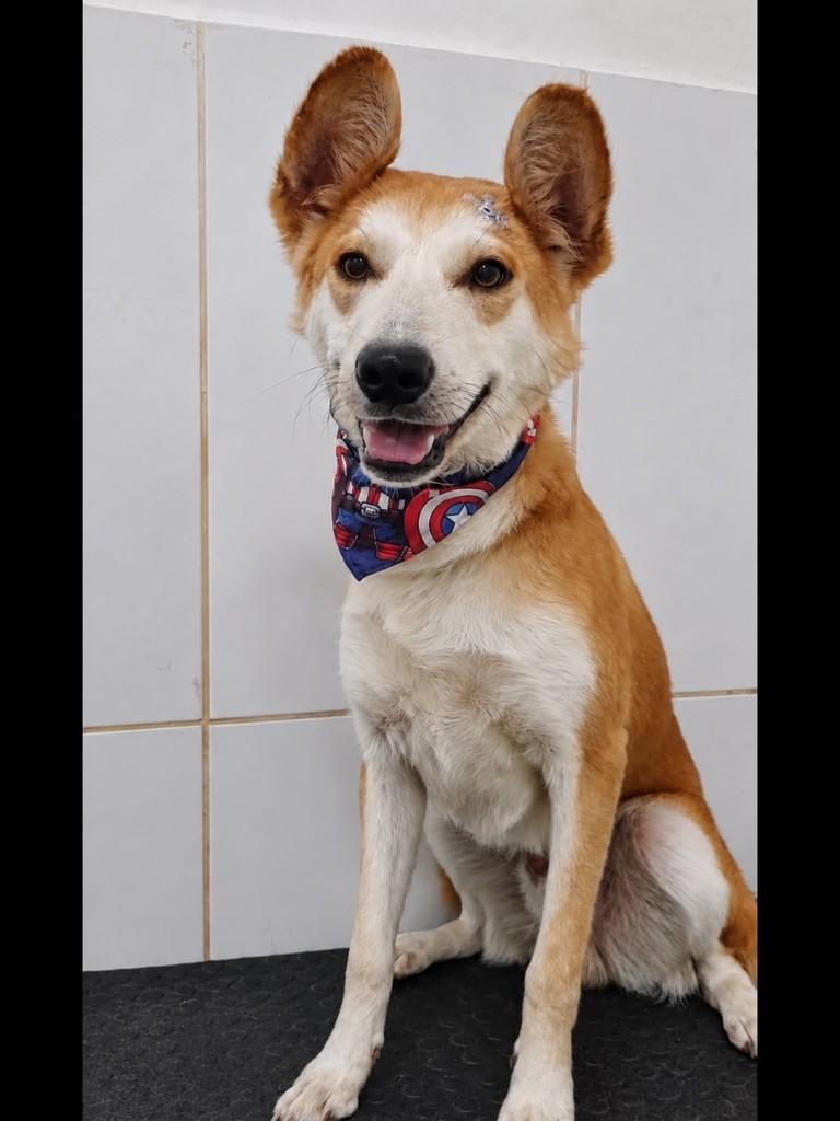 Baly, cachorro de porte médio para adoção em Campinas - SP — foto 2 de 2