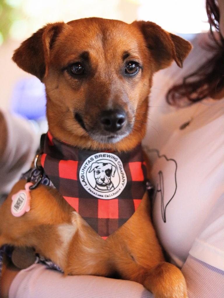 Café, cachorro de porte médio para adoção em Campinas - SP