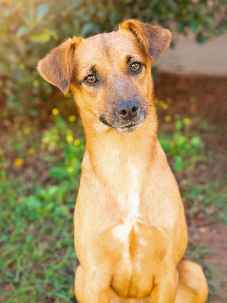 Café, cachorro de porte médio para adoção em Campinas - SP — foto 2 de 11