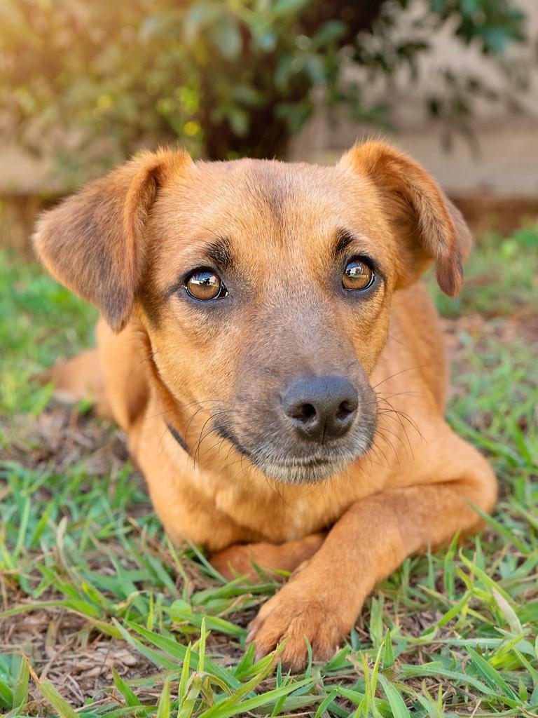 Café, cachorro de porte médio para adoção em Campinas - SP — foto 3 de 11