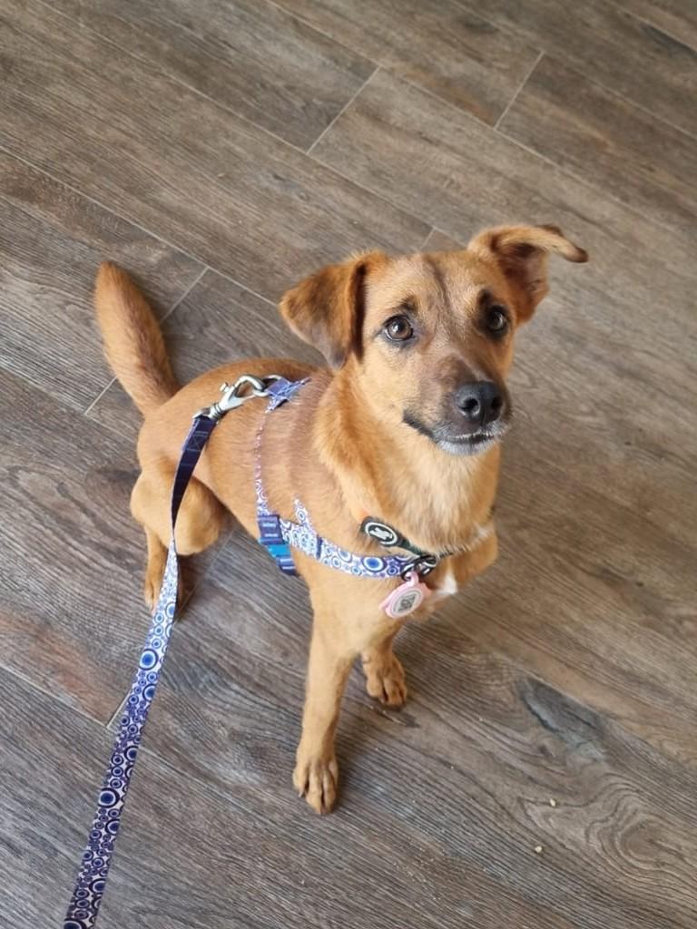 Café, cachorro de porte médio para adoção em Campinas - SP — foto 4 de 11