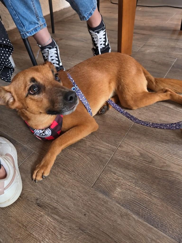 Café, cachorro de porte médio para adoção em Campinas - SP — foto 5 de 11