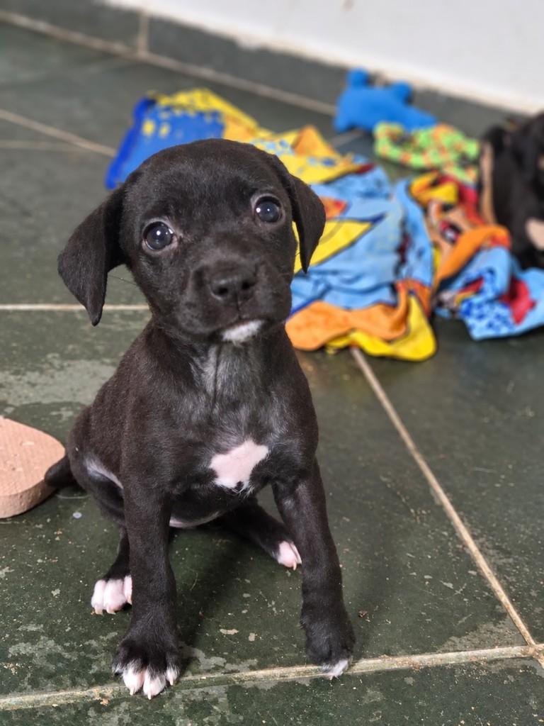 Cajá, cadela de porte médio para adoção em Campinas - SP — foto 2 de 3