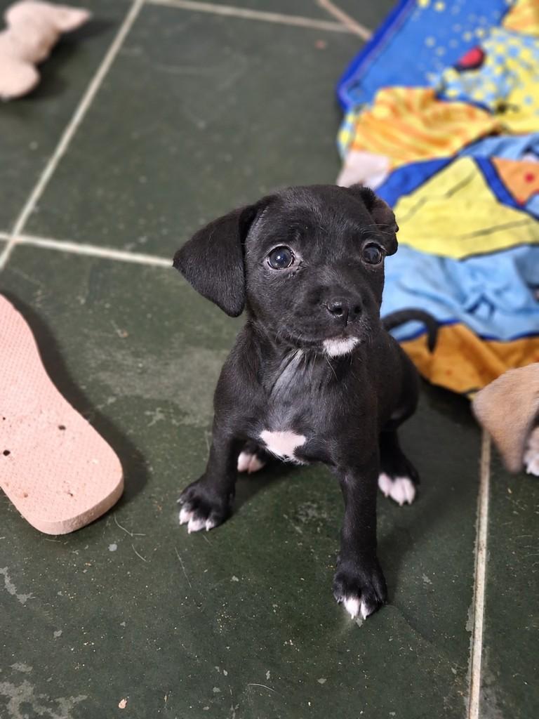 Cajá, cadela de porte médio para adoção em Campinas - SP — foto 3 de 3