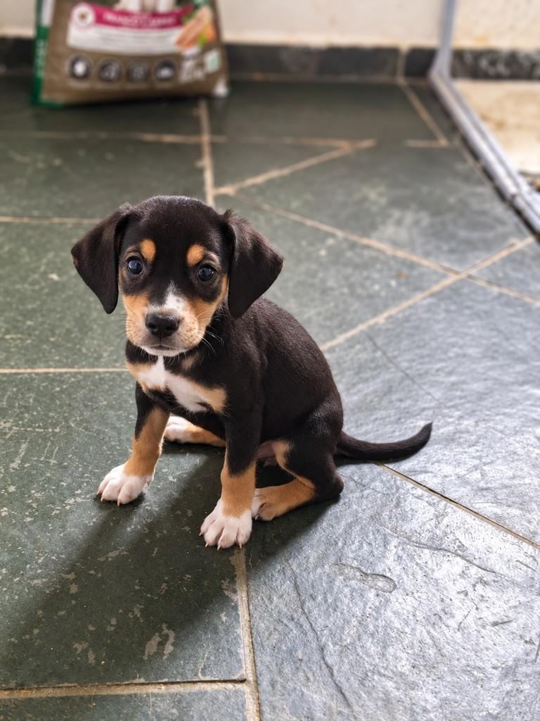 Tapioca, cadela de porte médio para adoção em Campinas - SP