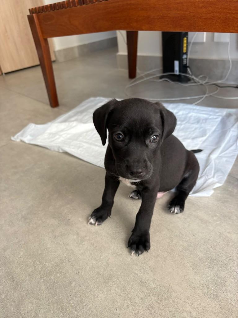 Cupuaçu, cachorro de porte médio para adoção em Campinas - SP