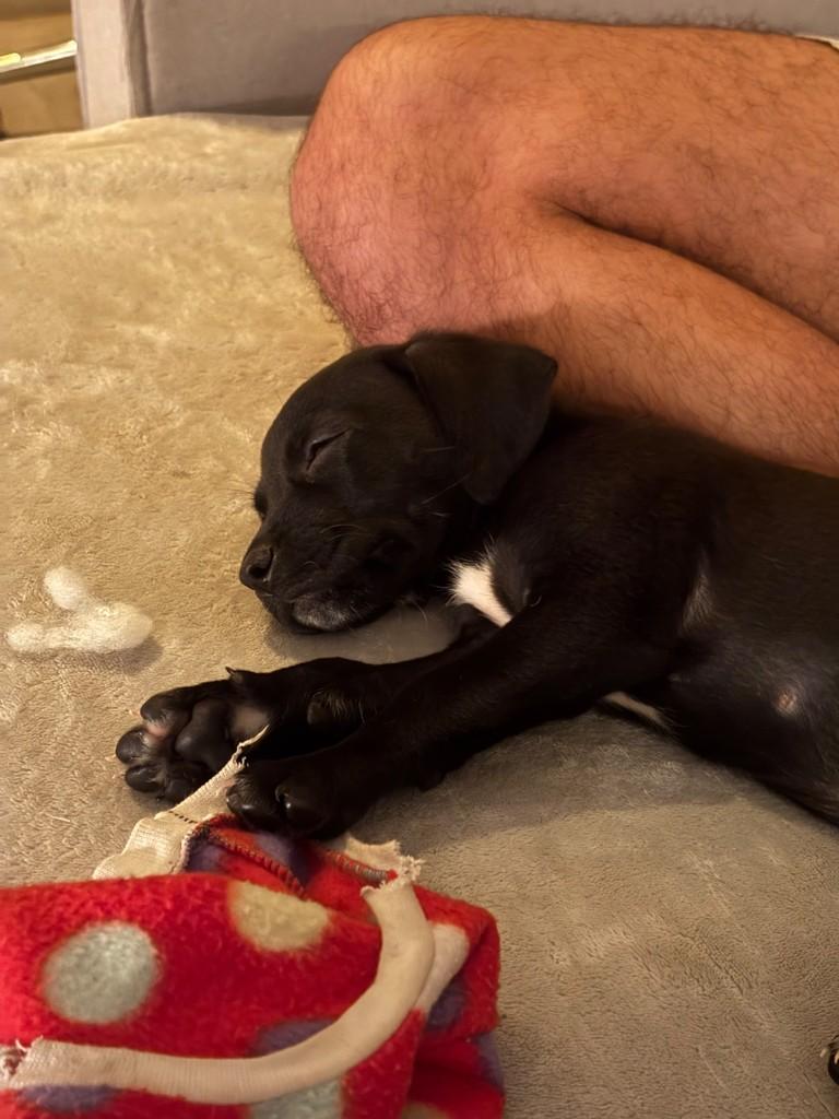 Cupuaçu, cachorro de porte médio para adoção em Campinas - SP — foto 2 de 2