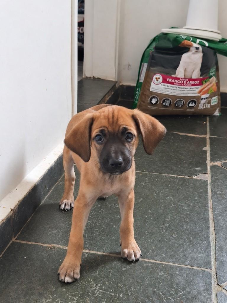 Dendê, cadela de porte médio para adoção em Campinas - SP