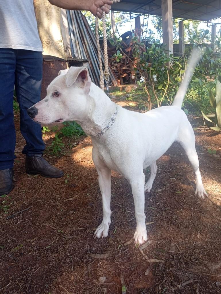 Bred, cachorro de porte médio para adoção em São José do Rio Preto - SP