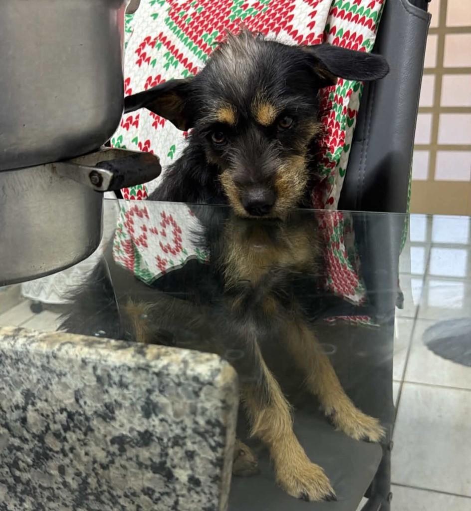 Lua, cachorro de porte pequeno para adoção em São José do Rio Preto - SP