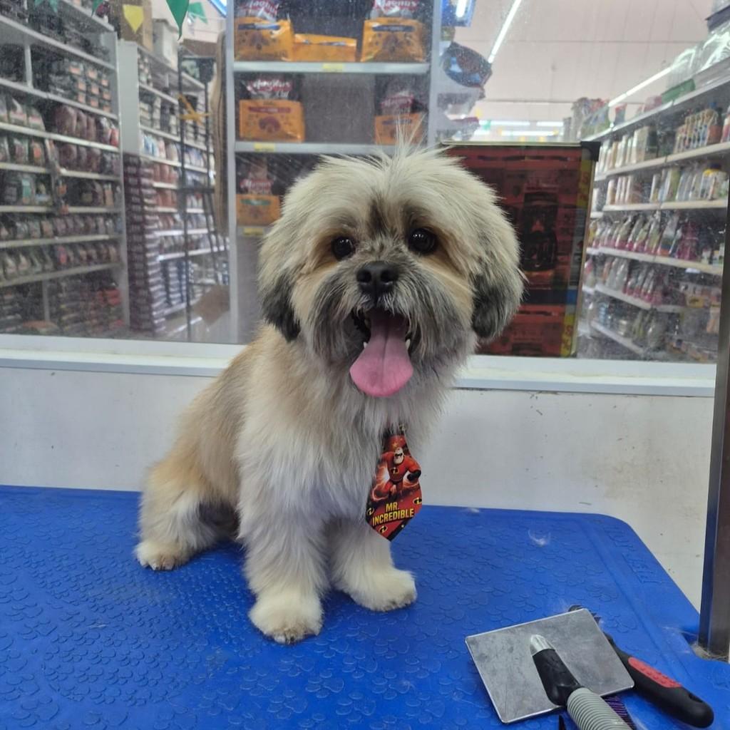 Simba, cachorro de porte pequeno para adoção em São José do Rio Preto - SP