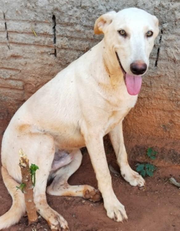 Léo, cachorro de porte médio para adoção em São José do Rio Preto - SP