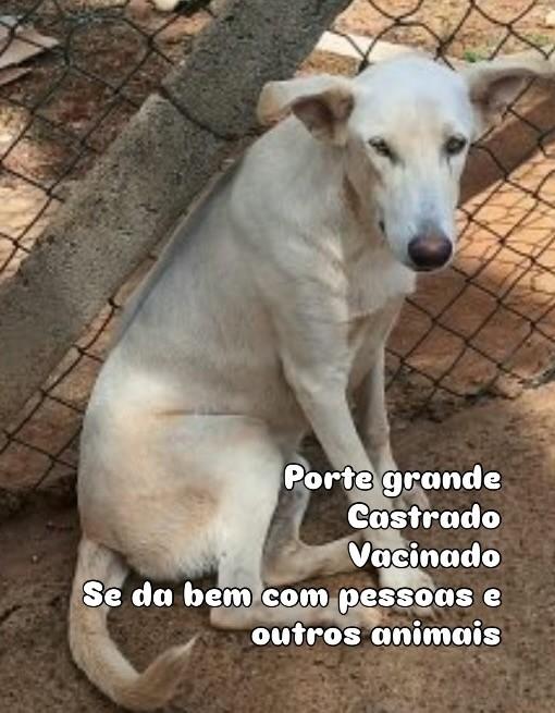 Léo, cachorro de porte médio para adoção em São José do Rio Preto - SP — foto 2 de 3