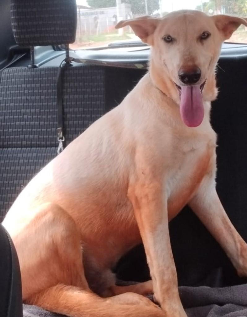 Léo, cachorro de porte médio para adoção em São José do Rio Preto - SP — foto 3 de 3