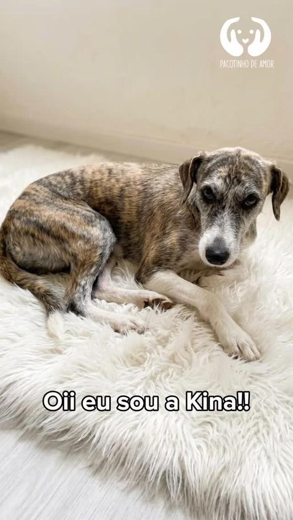Kina, cachorro de porte médio para adoção em Francisco Morato - SP