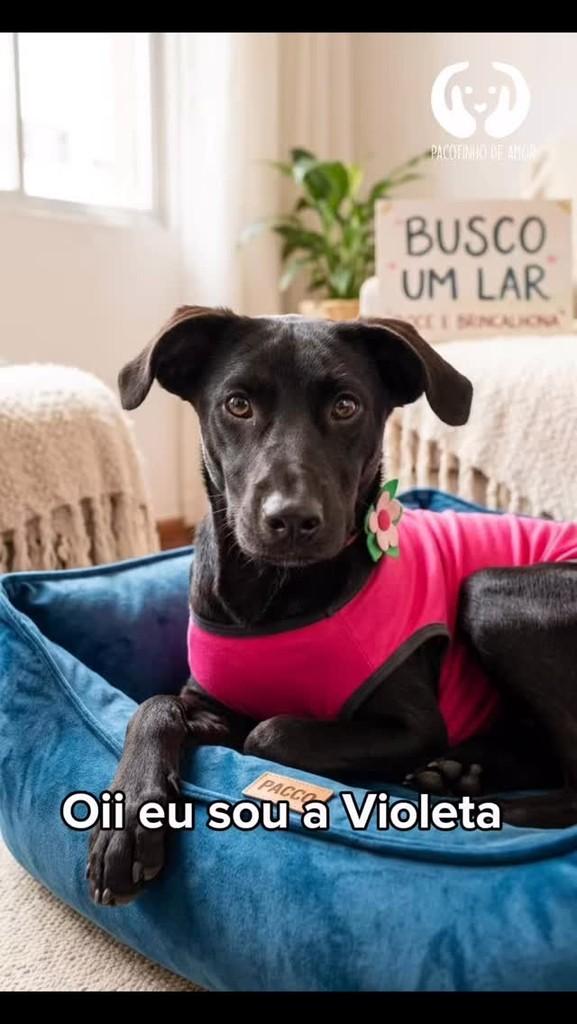 Violeta, cadela de porte pequeno para adoção em São Paulo - SP