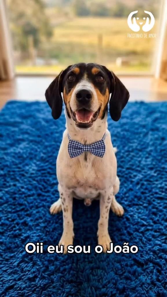 João, cachorro de porte médio para adoção em Francisco Morato - SP