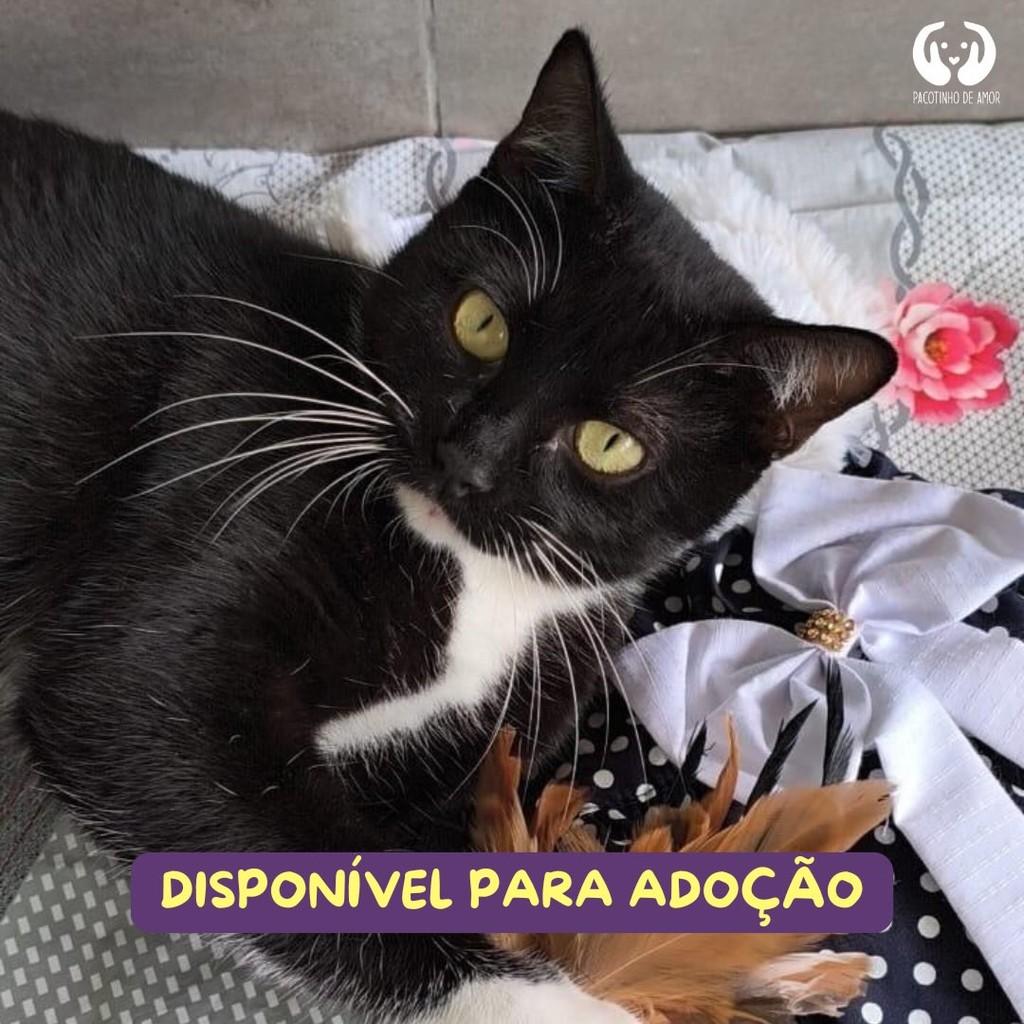 Minnie, gato de porte médio para adoção em São Paulo - SP