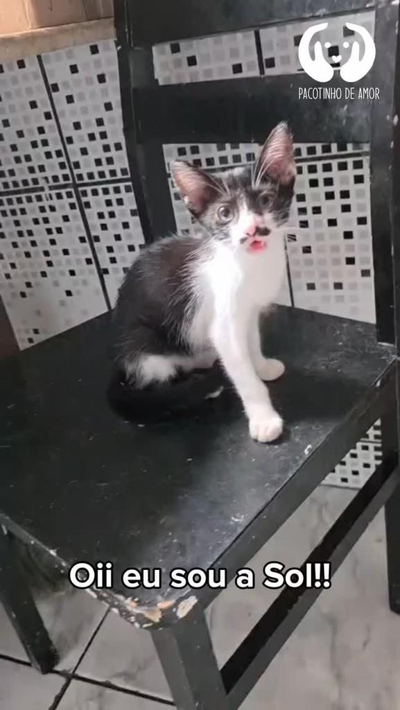 Sol, gata para adoção em Francisco Morato - SP