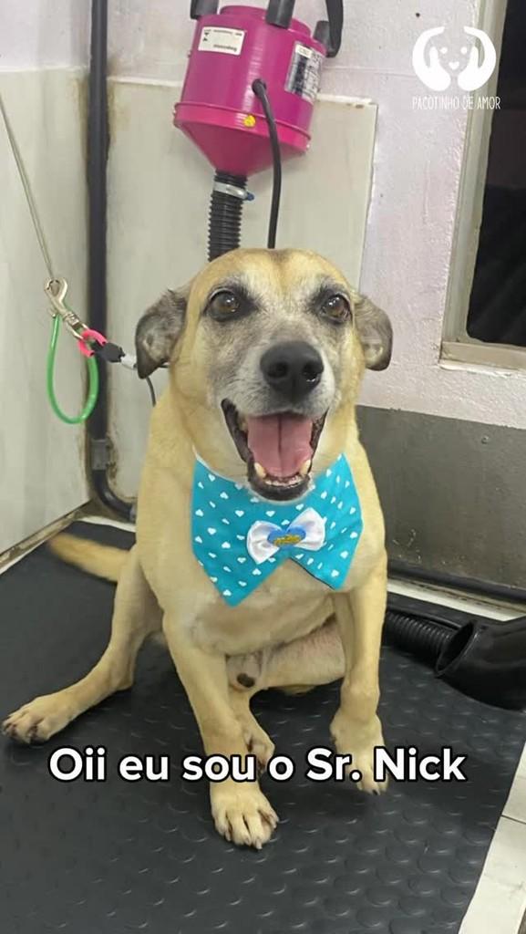 Nick, cachorro de porte médio para adoção em São Paulo - SP