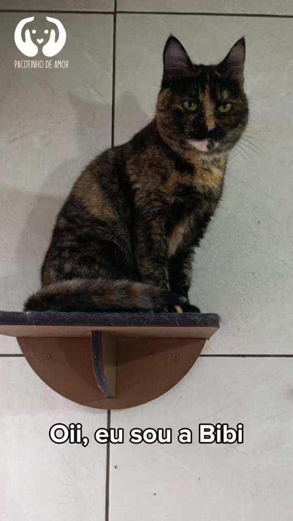 Bibi, gato de porte pequeno para adoção em São Paulo - SP