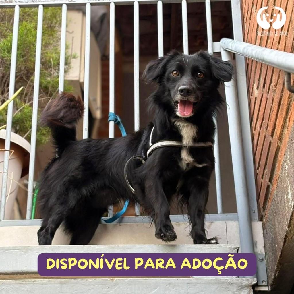Pretinho, cachorro de porte médio para adoção em São Paulo - SP