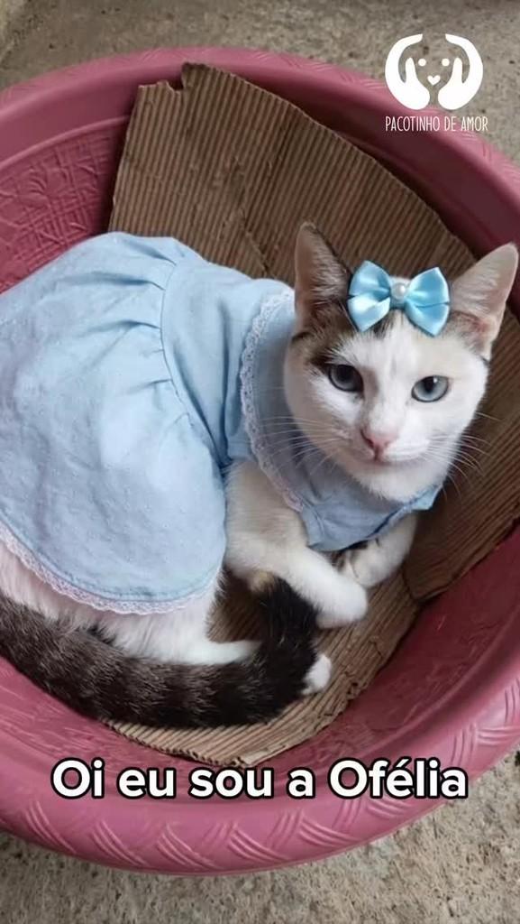 Ofélia, gato para adoção em Francisco Morato - SP