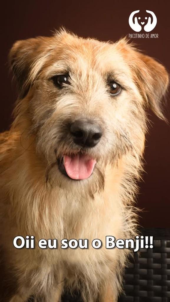 Benji, cachorro de porte pequeno para adoção em São Paulo - SP