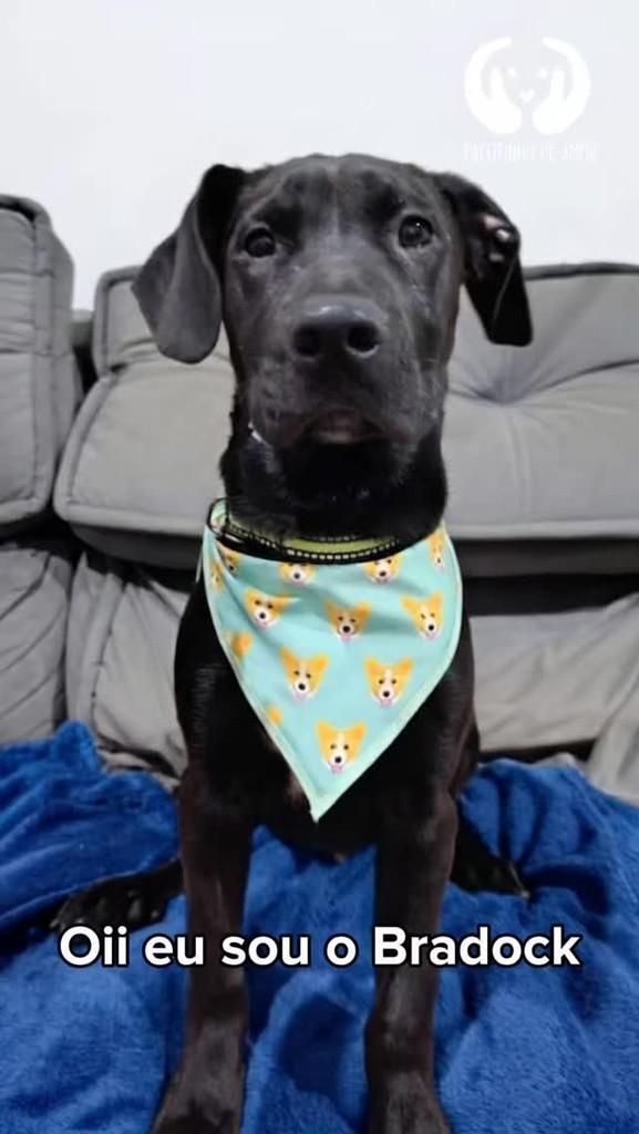 Bradock, cachorro de porte médio para adoção em São Paulo - SP