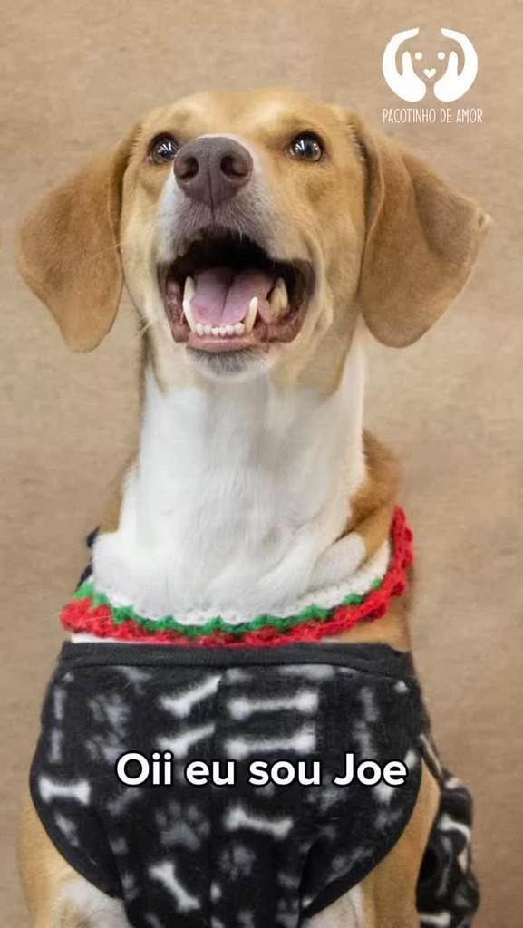 Joe, cachorro de porte grande para adoção em São Paulo - SP