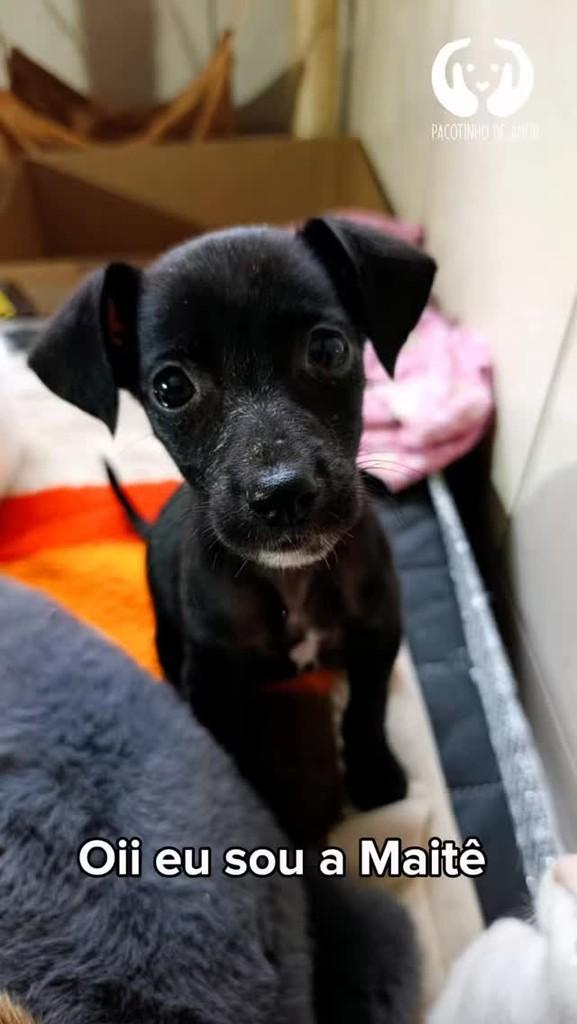Maitê, cachorro de porte médio para adoção em São Paulo - SP