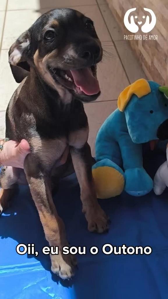 Outono, cachorro de porte médio para adoção em São Paulo - SP