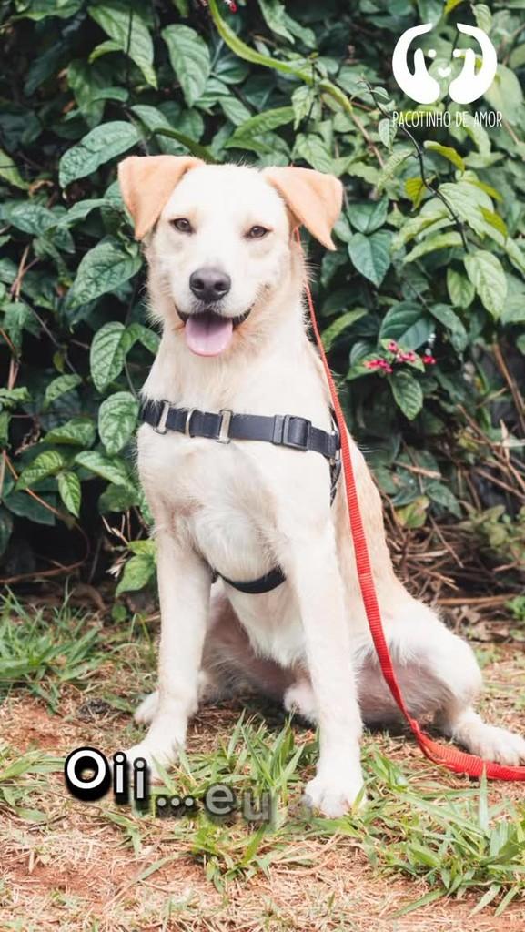 Belo, cachorro de porte médio para adoção em São Paulo - SP