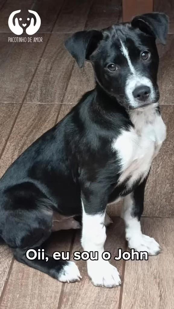 John, cachorro de porte médio para adoção em São Paulo - SP