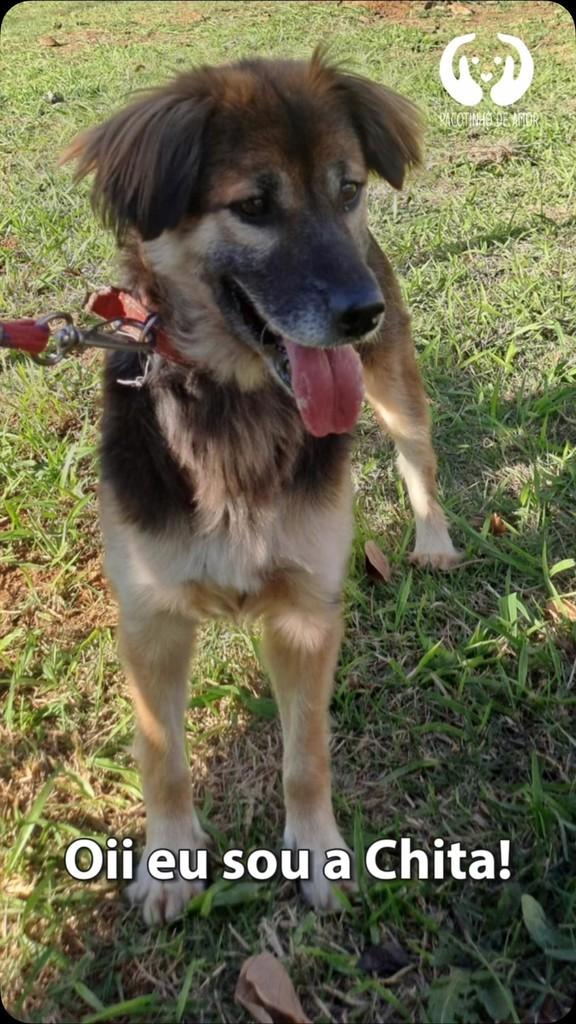 Chita, cadela de porte médio para adoção em São Paulo - SP