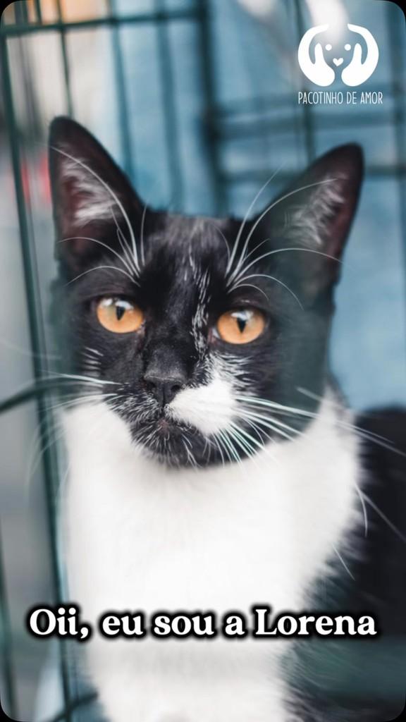 Lorena, gata para adoção em São Paulo - SP