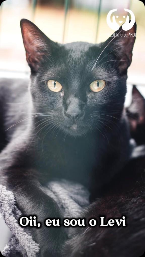 Levi, gato de porte pequeno para adoção em São Paulo - SP