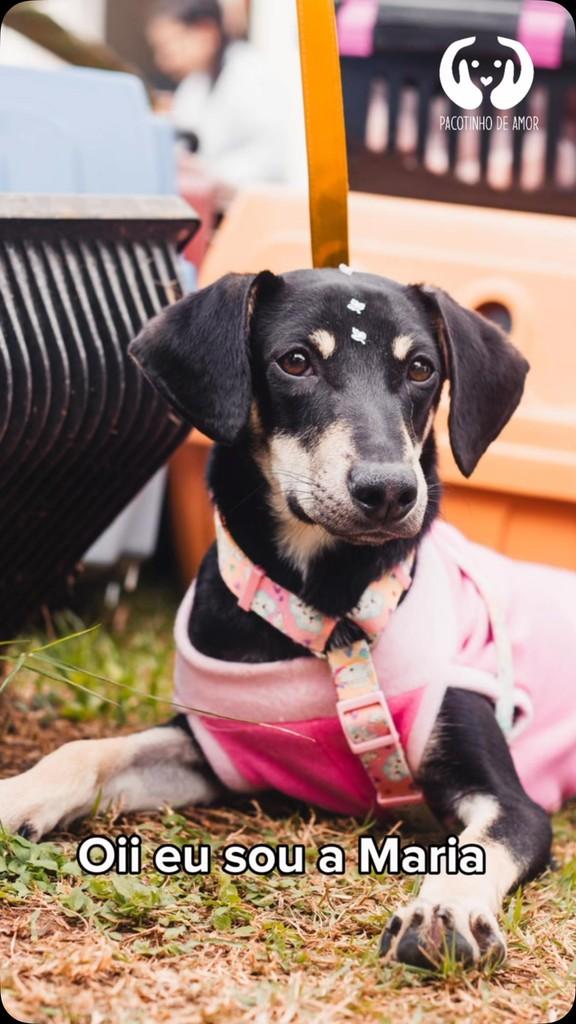 Maria, cachorro de porte médio para adoção em Francisco Morato - SP