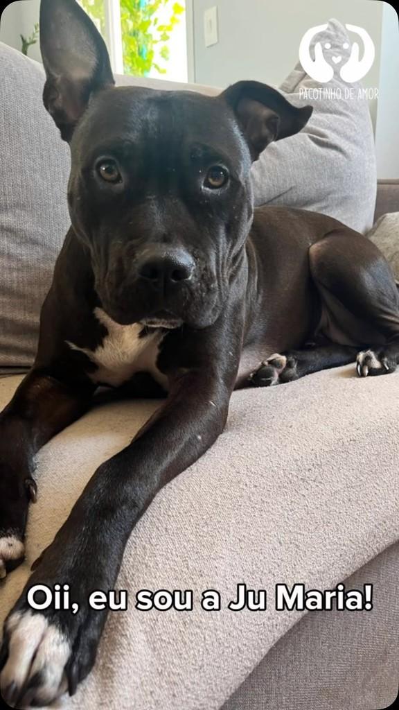 Ju Maria, cachorro de porte médio para adoção em São Paulo - SP