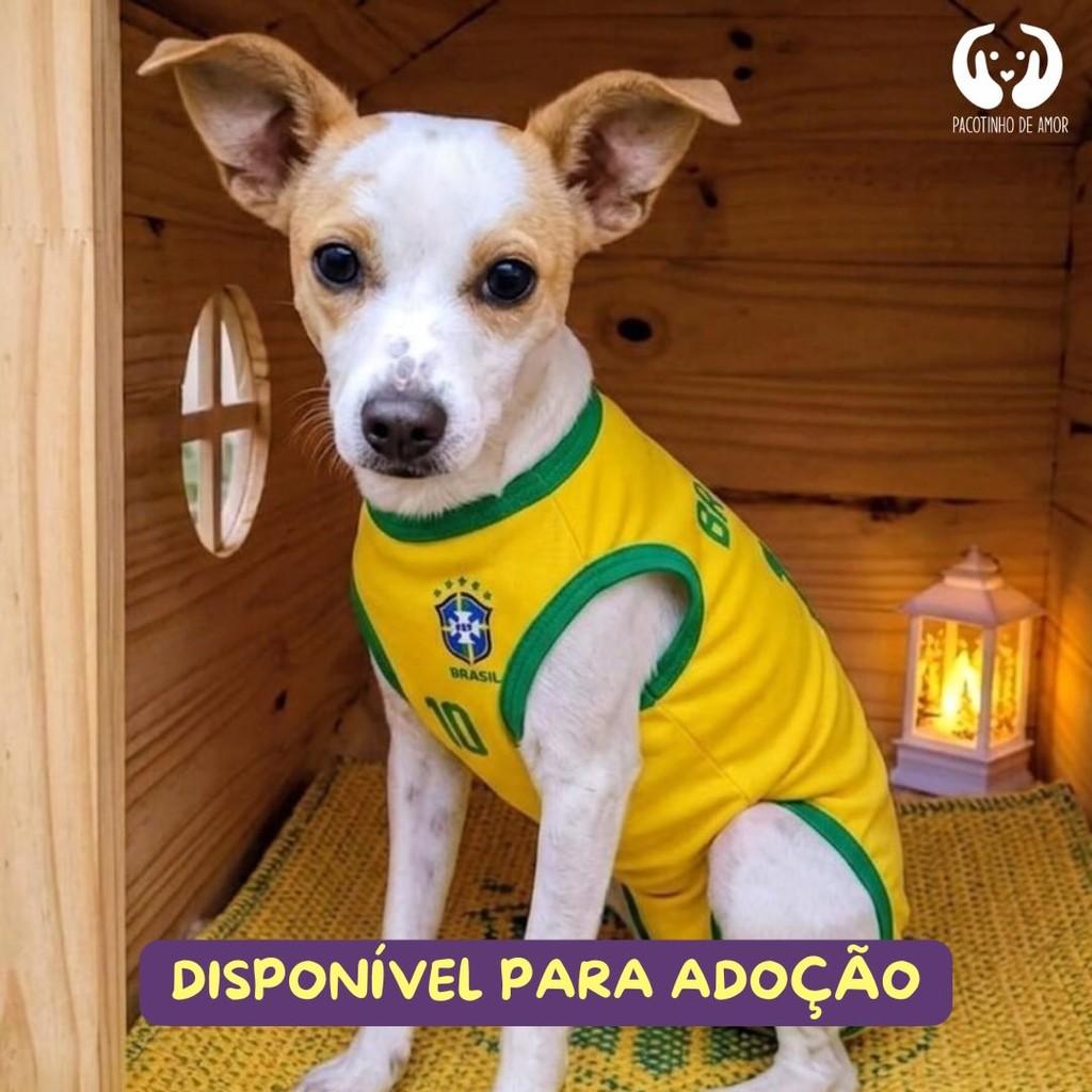 Billy, cachorro de porte médio para adoção em São Paulo - SP
