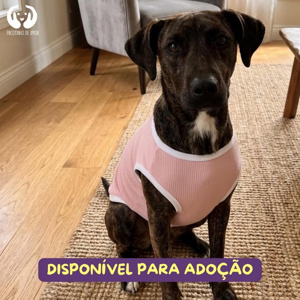 Portuguesa, cachorro de porte pequeno para adoção em Francisco Morato - SP