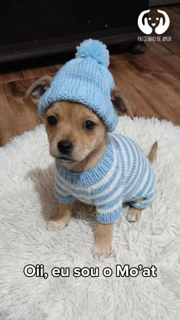 Mo'at, cachorro de porte pequeno para adoção em São Paulo - SP