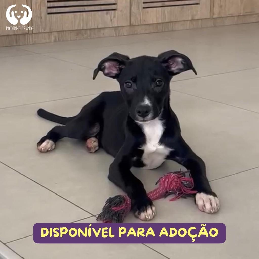 Sofia, cachorro de porte médio para adoção em São Paulo - SP